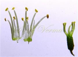  Stamens and Pistil